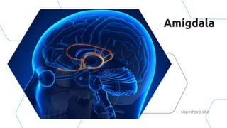 Amígdala
superfoco.site
 