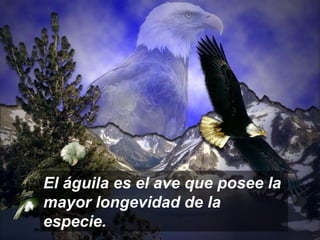 El águila es el ave que posee la
mayor longevidad de la
especie.

 