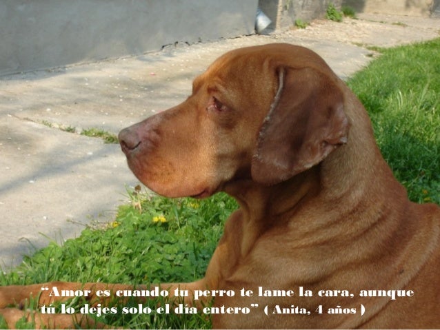 Reflexiones sobre los perros