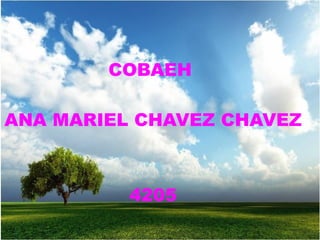 COBAEH  ANA MARIEL CHAVEZ CHAVEZ 4205 