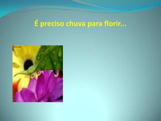 É preciso chuva para florir...