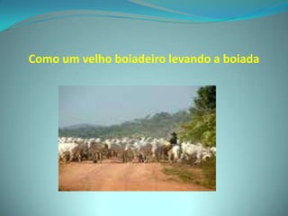 Como um velho boiadeiro levando a boiada
