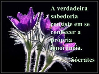 A verdadeira sabedoria consiste em se conhecer a própria ignorância. Sócrates 