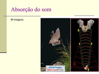 Absorção do som
 Imagens:
 