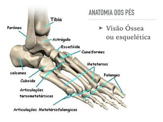 ANATOMIA DOS PÉS
➤ Visão Óssea
ou esquelética
 