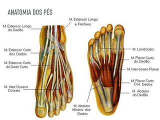ANATOMIA DOS PÉS
 