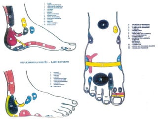 Reflexogia podal    podologia