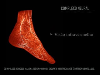 COMPLEXO NEURAL
➤ Visão infravermelho
OS IMPULSOS NERVOSOS VIAJAM A 435 KM POR HORA, ENQUANTO A ELETRICIDADE É TÃO RÁPIDA QUANTO A LUZ.
 