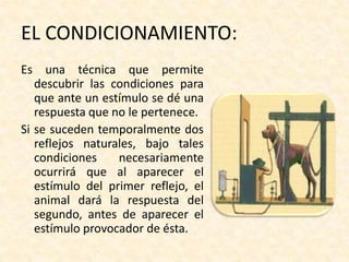 EL CONDICIONAMIENTO:
Es una técnica que permite
   descubrir las condiciones para
   que ante un estímulo se dé una
   respuesta que no le pertenece.
Si se suceden temporalmente dos
   reflejos naturales, bajo tales
   condiciones    necesariamente
   ocurrirá que al aparecer el
   estímulo del primer reflejo, el
   animal dará la respuesta del
   segundo, antes de aparecer el
   estímulo provocador de ésta.
 