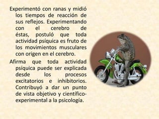 Experimentó con ranas y midió
   los tiempos de reacción de
   sus reflejos. Experimentando
   con      el     cerebro      de
   éstas, postuló que toda
   actividad psíquica es fruto de
   los movimientos musculares
   con origen en el cerebro.
Afirma que toda actividad
   psíquica puede ser explicada
   desde        los     procesos
   excitatorios e inhibitorios.
   Contribuyó a dar un punto
   de vista objetivo y científico-
   experimental a la psicología.
 