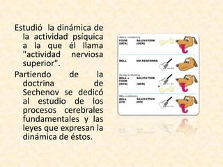 Estudió la dinámica de
  la actividad psíquica
  a la que él llama
  "actividad nerviosa
  superior".
Partiendo     de      la
  doctrina           de
  Sechenov se dedicó
  al estudio de los
  procesos cerebrales
  fundamentales y las
  leyes que expresan la
  dinámica de éstos.
 