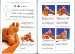 · -' '. t-l.T F. S   n () S-'!IJ                                                              -,£.~1-E.S       DO   S<'lj
                        ~~                                    e~
                                            Q---------                                                                 ~"              ~        --'~----------
                                                                                                                             o    ABDOME




                  o abdome
          A ZONA REFLEXA DO ABDOME fica entre os niveis do
          diafragma   (logo abaixo da planta de cada pe) e a pelve (a
          linha entre os ossos do tornozelo que atravessa ope). Nes-
          sa zona estao as retJexos de partes do sistema digestivo,
          ineluindo a est6mago, ffgado, vesicula biliar e intestinos;
          partes do sistema urinario, ineluindo as rins e os canais da
uretra (que drenam os rins); partes do sistema hormonal, ineluindo
o pancreas e as g/andulas supra-renais;   eo ba(:o.
                                                                                           3    0 ref/exo do ba<;oencontra-se
                                                                                                apenas no pe esquerdo, e na                 4   0 ref/exo do plexo solar fica lo-
                                                                                                                                                go abaixo do nlvel do diafragma
                                                                                           borda exterior da area entre 0                   em ambos os pes. 0 plexo solar e
                                                                                           diafragma e a linha da cintura. 0                uma rede de nervos que se ramifica
                                                        0 reflexo do figado encontra-se    ba<;o e responsavel por fi/trar as               para todas as partes da cavidade
                                                    1   apenas no pe direito, na area      toxinas e bacterias no sistema
                                                                                           linfatico. E tambem produz
                                                                                                                                            abdominal; esses pontos ref/exos
                                                    entre 0 diafragma e a linha da cin-                                                     sao massageados para aliviar 0
                                                    tura, numa forma triangular. 0         anticorpos.                                      estresse, medo, raiva e nervosismo.
                                                    reflexo da vesicula biliar encontra-
                                                    se abaixo do reflexo do figado, logo
                                                    acima da linha da cintL/ra.




                                                         0 reflexo do est6mago pode
                                                                                           5   0 ref/exo para 0 longo intes-
                                                                                                tino delgado encontra-se em
                                                                                           ambos os pes, abaixo da linha da
                                                                                                                                            6   0 reflexo das glilndulas
                                                                                                                                                 supra-renais fica logo acima

                                                     2   ser encontrado na area entre 0    cintura e acima da base do cal-
                                                                                           canhar, e e con tornado pelo ref/e-
                                                                                                                                            da linha da cintura, no alto do
                                                                                                                                            ref/exo dos rins, em cada pe.
                                                     diafragma e a linha da cintL/ra, e
                                                     se sobrep6e ao reflexo do             xo do intestino grosso, que come<;a
                                                     pancreas.                             na borda exterior da sola do pe.
 