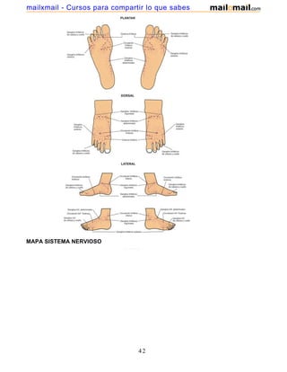 MAPA SISTEMA NERVIOSO
42
mailxmail - Cursos para compartir lo que sabes
 
