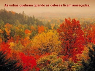 As unhas quebram quando as defesas ficam ameaçadas.   