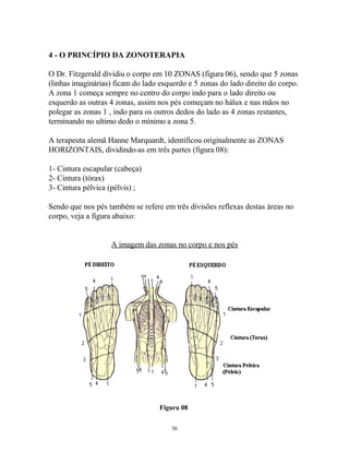 4 - O PRINCÍPIO DA ZONOTERAPIA
O Dr. Fitzgerald dividiu o corpo em 10 ZONAS (figura 06), sendo que 5 zonas
(linhas imaginárias) ficam do lado esquerdo e 5 zonas do lado direito do corpo.
A zona 1 começa sempre no centro do corpo indo para o lado direito ou
esquerdo as outras 4 zonas, assim nos pés começam no hálux e nas mãos no
polegar as zonas 1 , indo para os outros dedos do lado as 4 zonas restantes,
terminando no ultimo dedo o mínimo a zona 5.
A terapeuta alemã Hanne Marquardt, identificou originalmente as ZONAS
HORIZONTAIS, dividindo-as em três partes (figura 08):
1- Cintura escapular (cabeça)
2- Cintura (tórax)
3- Cintura pélvica (pélvis) ;
Sendo que nos pés também se refere em três divisões reflexas destas áreas no
corpo, veja a figura abaixo:
A imagem das zonas no corpo e nos pés
Figura 08
36
 