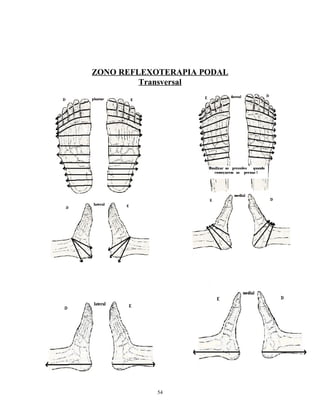 ZONO REFLEXOTERAPIA PODAL
Transversal
54
 