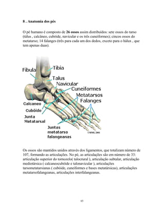 8 . Anatomia dos pés
O pé humano é composto de 26 ossos assim distribuídos: sete ossos do tarso
(tálus , calcâneo, cubóide, navicular e os três cuneiformes); cincos ossos do
metatarso; 14 falanges (três para cada um dos dedos, exceto para o hálux , que
tem apenas duas).
Os ossos são mantidos unidos através dos ligamentos, que totalizam número de
107, formando as articulações. No pé, as articulações são em número de 33:
articulação superior do tornozelo( talocrural ), articulação subtalar, articulação
mediotársica ( calcaneocubóide e talonavicular ), articulações
tarsometatarsianas ( cubóide, cuneiformes e bases metatársicas), articulações
metatarsofalangeanas, articulações interfalangeanas.
65
 