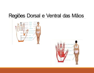 Regiões Dorsal e Ventral das Mãos
 