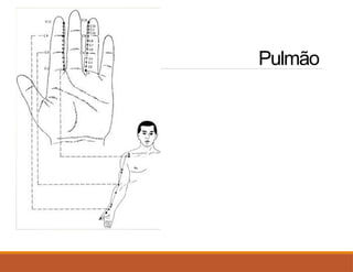 Pulmão
 