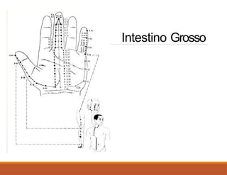 Intestino Grosso
 