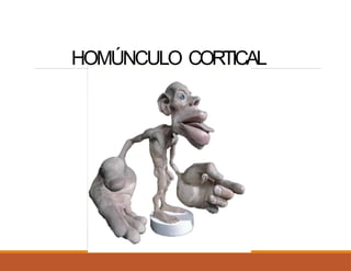 HOMÚNCULO CORTICAL
 
