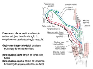 Fusos musculares: verificam alteração
(estiramento) e a taxa de alteração do
comprimento muscular (contração muscular)
Órgãos tendinosos de Golgi: sinalizam
mudanças de tensão muscular;
Motoneurônios alfa: ativam as fibras extra-
fusais
Motoneurônios gama: ativam as fibras intra-
fusais (regula a sua sensibilidade do fuso)
 