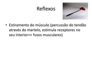 Reflexos
• Estiramento do músculo (percussão do tendão
através do martelo, estimula receptores no
seu interior=> fusos musculares)
 