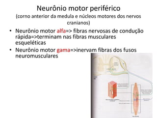 Neurônio motor periférico
(corno anterior da medula e núcleos motores dos nervos
cranianos)
• Neurônio motor alfa=> fibras nervosas de condução
rápida=>terminam nas fibras musculares
esqueléticas
• Neurônio motor gama=>inervam fibras dos fusos
neuromusculares
 
