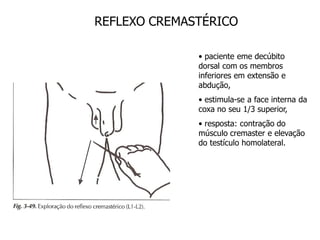 REFLEXO CREMASTÉRICO
• paciente eme decúbito
dorsal com os membros
inferiores em extensão e
abdução,
• estimula-se a face interna da
coxa no seu 1/3 superior,
• resposta: contração do
músculo cremaster e elevação
do testículo homolateral.
 