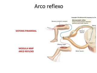 Arco reflexo
Estimulação do receptor
sensorial
Envio da mensagem para
medula espinal via neuronio
sensorial
Na medula espinal estímulo
neuronio motor
correspondente
Neuronio motor provoca
estiramento das fibras
musculares
SISTEMA PIRAMIDAL
MODULA NMP
ARCO REFLEXO
 