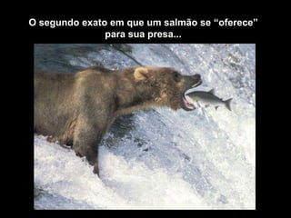 O segundo exato em que um salmão se “oferece” 
para sua presa... 
 