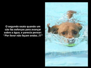 O segundo exato quando um 
cão faz esforços para avançar 
sobre a água, e parecia pensar: 
“Por favor não façam ondas..!!!” 
 