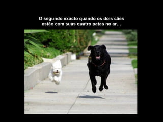 O segundo exacto quando os dois cães
estão com suas quatro patas no ar…
 