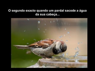 O segundo exacto quando um pardal sacode a água
da sua cabeça...
 