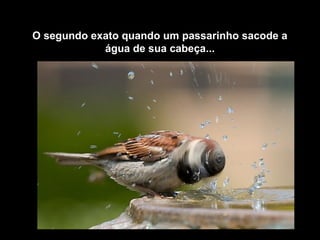 O segundo exato quando um passarinho sacode a
água de sua cabeça...
 