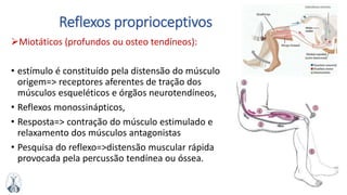 15MFMM
Reflexos proprioceptivos
Miotáticos (profundos ou osteo tendíneos):
• estímulo é constituído pela distensão do músculo
origem=> receptores aferentes de tração dos
músculos esqueléticos e órgãos neurotendíneos,
• Reflexos monossinápticos,
• Resposta=> contração do músculo estimulado e
relaxamento dos músculos antagonistas
• Pesquisa do reflexo=>distensão muscular rápida
provocada pela percussão tendínea ou óssea.
 