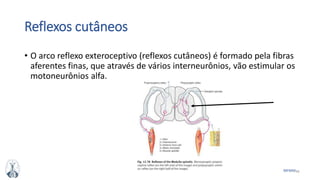 46MFMM
Reflexos cutâneos
• O arco reflexo exteroceptivo (reflexos cutâneos) é formado pela fibras
aferentes finas, que através de vários interneurônios, vão estimular os
motoneurônios alfa.
 
