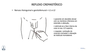 49MFMM
REFLEXO CREMASTÉRICO
• paciente em decúbito dorsal
com os membros inferiores em
extensão e abdução,
• estimula-se a face interna da
coxa no seu 1/3 superior,
• resposta: contração do
músculo cremaster e elevação
do testículo homolateral.
• Nervos ilioinguinal e genitofemural = L1 e L2
 