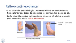 51MFMM
Reflexo cutâneo-plantar
• a via piramidal exerce inibição sobre este reflexo, o que determina a
flexão plantar dos dedos do pé quando for estimulada a planta do pé,
• Lesão piramidal: após a estimulação da planta do pé o hálux responde
com a extensão lenta=> sinal de Babinski.
Babisnki – extensão do
hálux
Normal=> flexão plantar
 