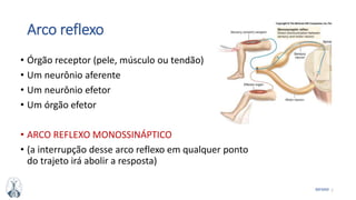 7MFMM
Arco reflexo
• Órgão receptor (pele, músculo ou tendão)
• Um neurônio aferente
• Um neurônio efetor
• Um órgão efetor
• ARCO REFLEXO MONOSSINÁPTICO
• (a interrupção desse arco reflexo em qualquer ponto
do trajeto irá abolir a resposta)
 