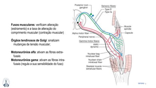 9MFMM
Fusos musculares: verificam alteração
(estiramento) e a taxa de alteração do
comprimento muscular (contração muscular)
Órgãos tendinosos de Golgi: sinalizam
mudanças de tensão muscular;
Motoneurônios alfa: ativam as fibras extra-
fusais
Motoneurônios gama: ativam as fibras intra-
fusais (regula a sua sensibilidade do fuso)
 