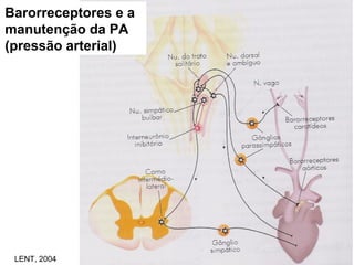 Barorreceptores e a
manutenção da PA
(pressão arterial)
LENT, 2004
 