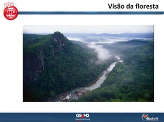 Visão da floresta
 
