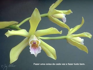 Fazer uma coisa de cada vez e fazer tudo bem. 