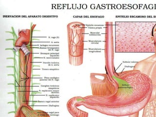 FISIOPATOLOGIA
 