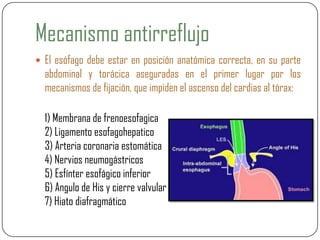 Mecanismo antirreflujo
 El esófago debe estar en posición anatómica correcta, en su parte
abdominal y torácica aseguradas en el primer lugar por los
mecanismos de fijación, que impiden el ascenso del cardias al tórax:
1) Membrana de frenoesofagica
2) Ligamento esofagohepatico
3) Arteria coronaria estomática
4) Nervios neumogástricos
5) Esfínter esofágico inferior
6) Angulo de His y cierre valvular
7) Hiato diafragmático
 