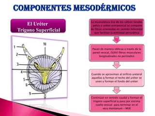 La musculatura lisa de los cálices renales
, pelvis y uréter extravesical se compone
de fibras orientadas en sentido helicoidal
que facilitan la actividad peristáltica
Pasan de manera oblicua a través de la
pared vesical, (SUIV) fibras musculares
longitudinales no perístalsis
Cuando se aproximan al orificio ureteral
aquellas q forman el techo del uréter se
unen y forman el fondo del uréter
Continúan en sentido caudal y forman el
trígono superficial q pasa por encima
cuello vesical para terminar en el
veru montanum – MUE
El Uréter
Trígono Superficial
 
