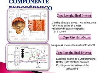 Capa Longitudinal Externa
Capa Circular Media
Capa Longitudinal Interna
Continua hasta la uretra – vía submucosa
•En el meato externo en la mujer
• En el extremo caudal de la próstata
en el hombre
Mas gruesa y se detiene en el cuello vesical
• Superficie externa de la uretra femenina
• Dentro Tejido prostático periférico
• Constituyen el verdadero esfínter
vesicouretral
 