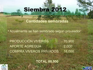 Siembra 2012
           Cantidades sembradas

• Acualmente se han sembrado según proveedor:


 PRODUCCIÓN VIVEROS               70,900
 APORTE AGREGUA                   2,000
 COMPRA VIVEROS PRIVADOS          16,000

                 TOTAL 88,900
 