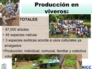 Producción en
                        viveros:
           TOTALES

• 87,000 árboles
• 45 especies nativas
• 3 especies exóticas acorde a usos culturales ya
  arraigados
• Producción, individual, comunal, familiar y colectiva
  voluntaria
 